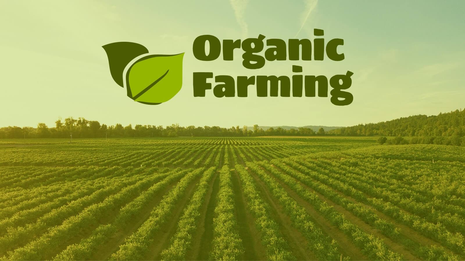Organic Fertilizers